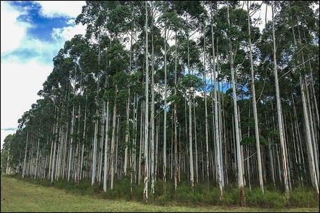 Mercados de carbono: contaminadores y desmontadores se pintan de verde