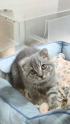 Topos a cielo abierto