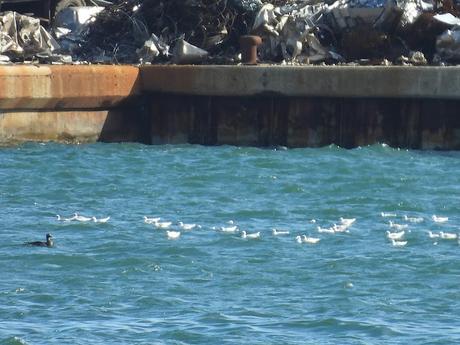 Eider en el Port de Vilanova i la G.