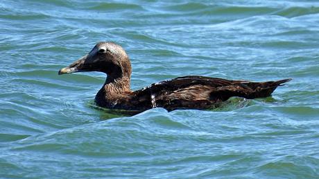 Eider en el Port de Vilanova i la G.