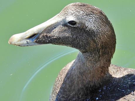 Eider en el Port de Vilanova i la G.