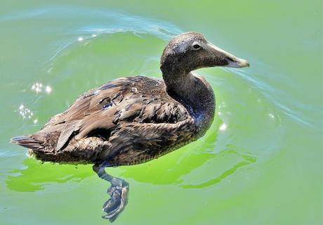 Eider en el Port de Vilanova i la G.