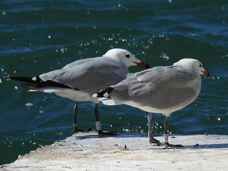 Gaviotas de Audouin con anilla  CDP5 y CS74