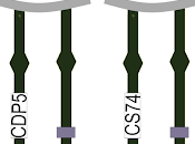Gaviotas Audouin anilla CDP5 CS74