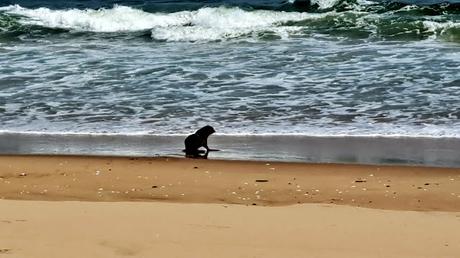 ANGOLA: EL PARQUE NACIONAL DE IONA ANGOLA: EL PARQUE NACIONAL DE IONA