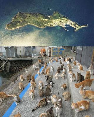 La isla de los gatos.