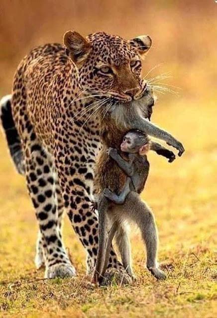 Paso histórico contra la tauromaquia… y “Tardes de soledad”.