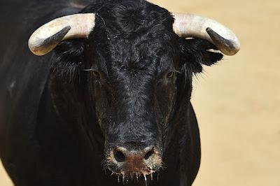Paso histórico contra la tauromaquia… y “Tardes de soledad”.