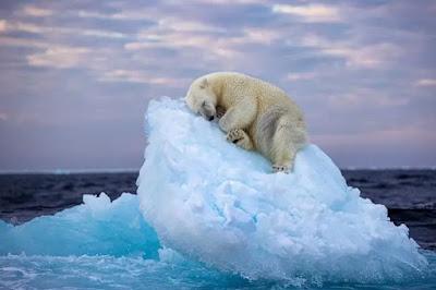 Paso histórico contra la tauromaquia… y “Tardes de soledad”.