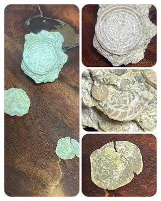 Nummulites Nummulites