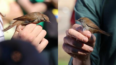 Anillamiento en el Besòs: Cetia Ruiseñor, Ruiseñor Común y la Controversia de los Haters