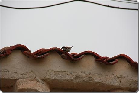 Edén en Miñón-Burgos Edén en Miñón-Burgos