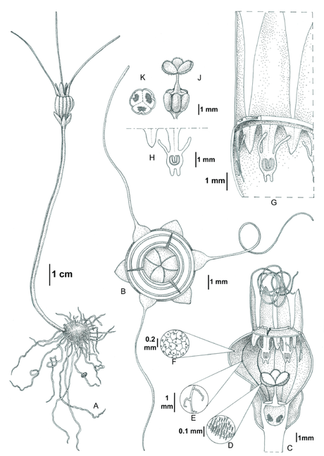 Una nueva especie de planta no fotosintética