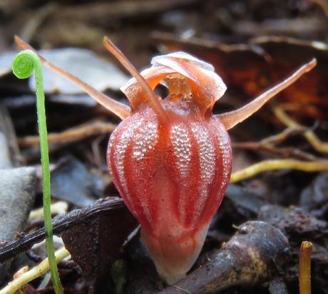 Una nueva especie de planta no fotosintética