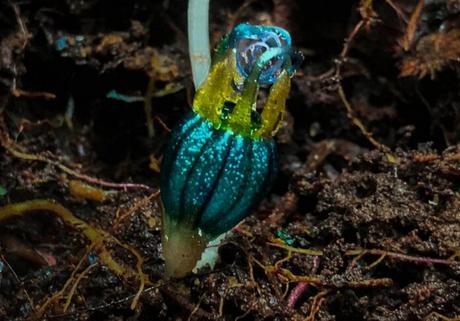 Una nueva especie de planta no fotosintética