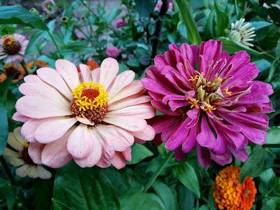 Zinnias Zinnias