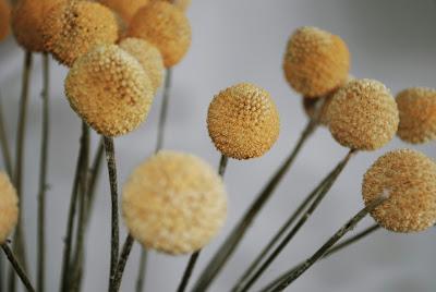 Craspedias Craspedias