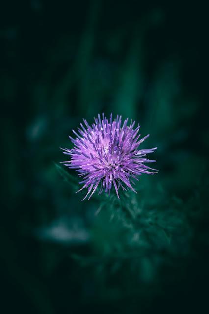 Flor de cardo