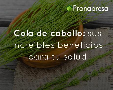 Cola de caballo: sus increíbles beneficios para tu salud