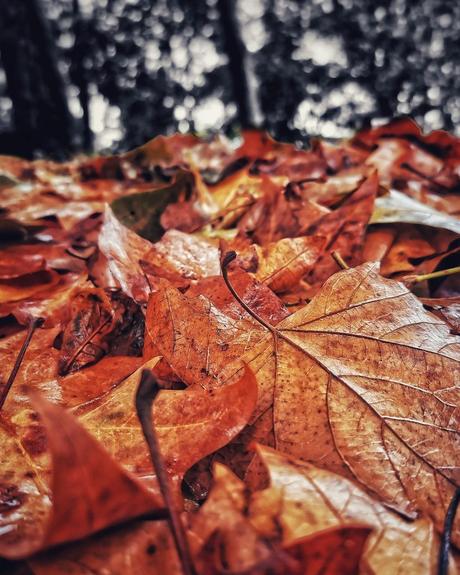 Los pequeños detalles 75 #nature