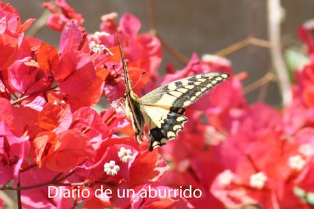 Pájaros en la boca de Samanta Schweblin Pájaros en la boca de Samanta Schweblin
