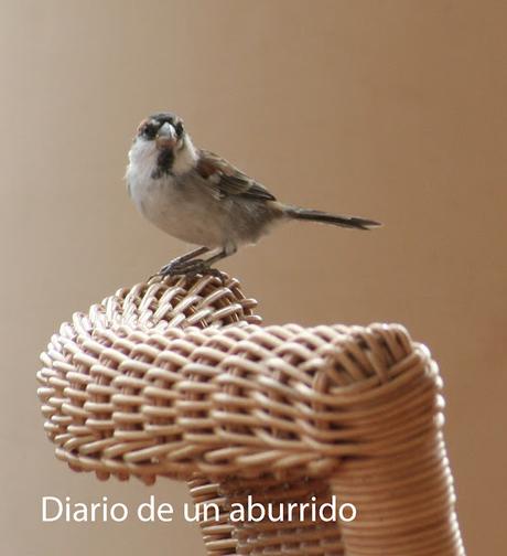 Pájaros en la boca de Samanta Schweblin Pájaros en la boca de Samanta Schweblin