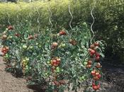 Tutores para Huertos Cultivos: Guía Completa