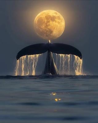 Felipe VI y sus polémicas en América Latina.