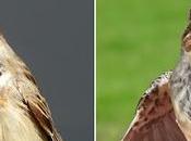 Pechiazules (Luscinia svecica)