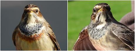 Pechiazules (Luscinia svecica) ♂♀