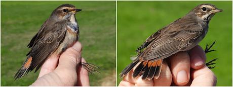 Pechiazules (Luscinia svecica) ♂♀