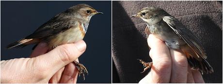 Pechiazules (Luscinia svecica) ♂♀