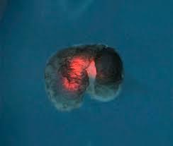 El tercer estado de la biología: ni vivo ni muerto