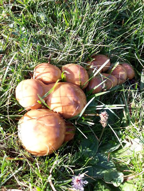 Medallón de ternera en salsa con setas Medallón de ternera en salsa con setas