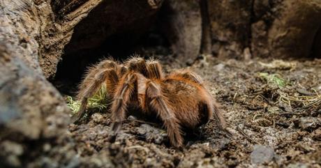 El veneno de la araña cangrejo puede combatir las células cancerosas