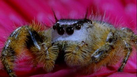 El veneno de la araña cangrejo puede combatir las células cancerosas