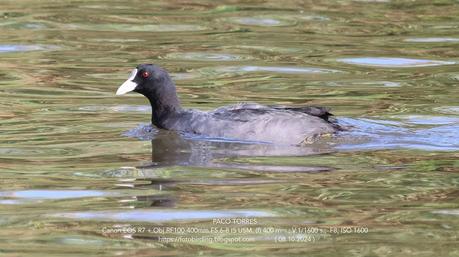 Focha común en Sant Adrià de Besòs: Un reencuentro esperado (2024)