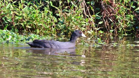 Focha común en Sant Adrià de Besòs: Un reencuentro esperado (2024)