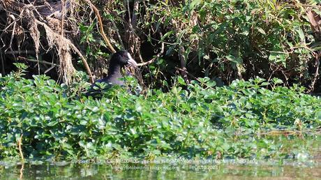 Focha común en Sant Adrià de Besòs: Un reencuentro esperado (2024)