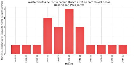 Focha común en Sant Adrià de Besòs: Un reencuentro esperado (2024)