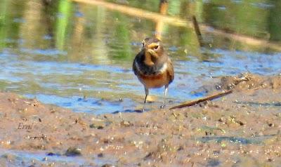 LAREDO-ASTILLERO-SUESA