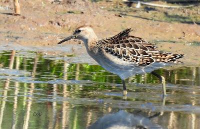 LAREDO-ASTILLERO-SUESA