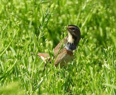 LAREDO-ASTILLERO-SUESA