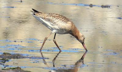LAREDO-ASTILLERO-SUESA