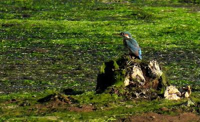 LAREDO-ASTILLERO-SUESA