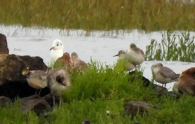 LAREDO-ASTILLERO-SUESA