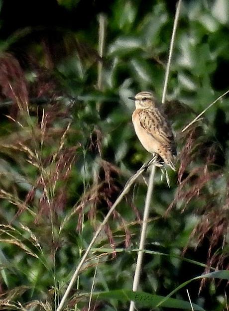 LAREDO-ASTILLERO-SUESA