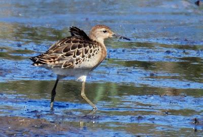 LAREDO-ASTILLERO-SUESA