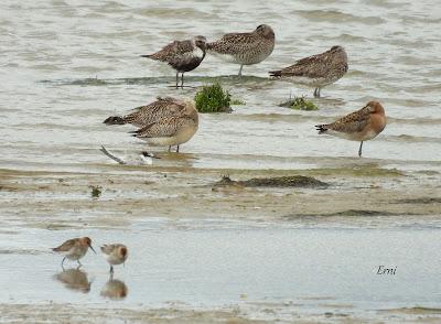 LAREDO-ASTILLERO-SUESA