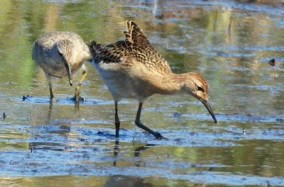 LAREDO-ASTILLERO-SUESA